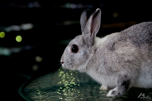 『2012/6/26』 豆逗兒