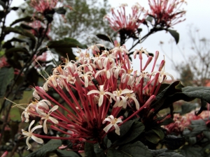 老婆種的花-煙火木,長壽花,水蓮木,石竹,金盞花