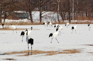 北海道動物篇-丹頂鶴、天鵝、海鷗、狐狸