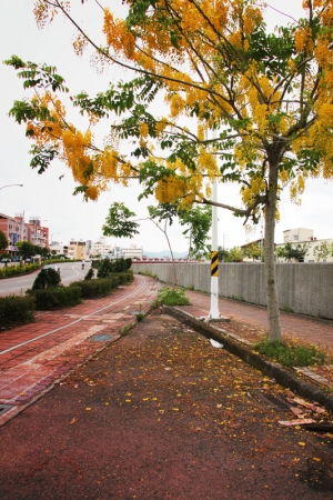 豐原大道下起黃金雨