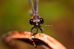 短腹幽蟌(台灣蜻蛉)
