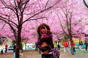 大家都再貼的武陵