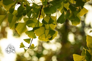 [GF2] ::: Autumn 2013 秋 by DV :::