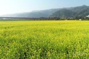 油菜花的迷戀＠南投八卦山腳