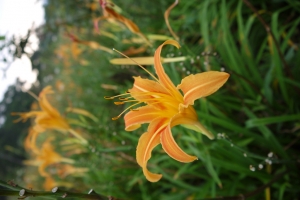 三芝也有金針花