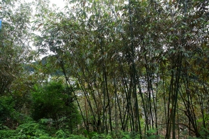 [5D III] 烏來_廣興河濱公園 _by jyp.