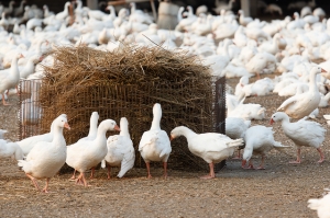 雲林，鄉下好有景 - 晃晃。