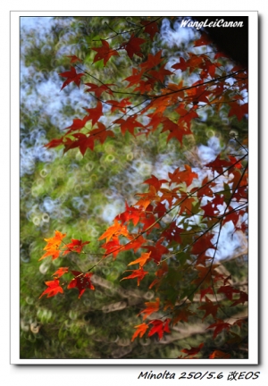 2012.12.14陽明山楓紅概況