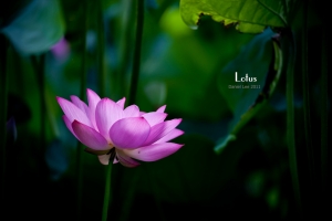 ++荷花++