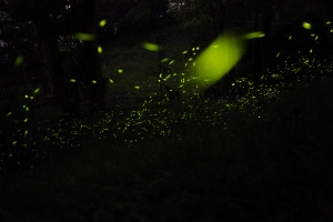 東勢林場螢光漫舞