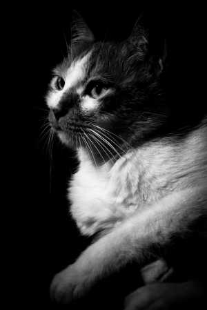 我十年的寵物&nbsp;&nbsp; [Fat Cat ]