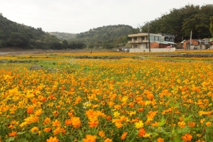 楓樹村 花況