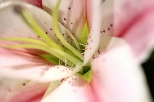 台北花博-爭豔館(100L)