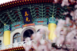 +天元宮+櫻為美，所以...