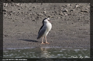 150-500MM打鳥