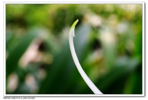 Sophies植物微距攝影集035