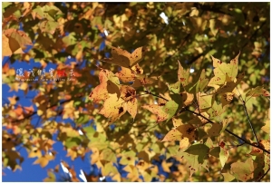 [台中]讓我們賞楓去-武陵戀秋楓(下)