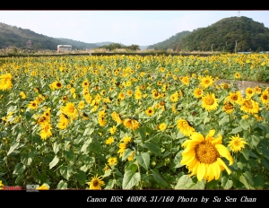 桃園龜山楓樹村花田-2-