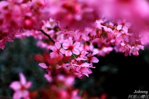 戀櫻花