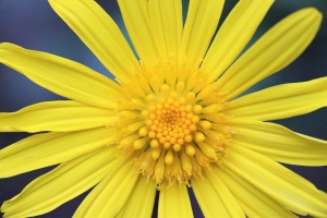 台南公園花季拍拍