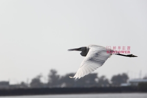 潟湖天空的白鷺鷥