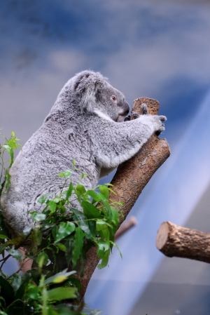 ++ 索羅門@台北木柵~市立動物園 ++