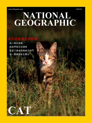 清大校園裡出現野貓