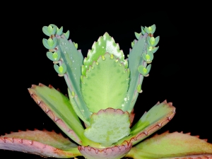 奇妙的微距世界──新百微+微距雙閃燈MT-24EX[密佛格]