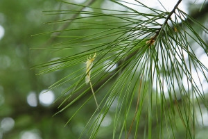 不知名的虫