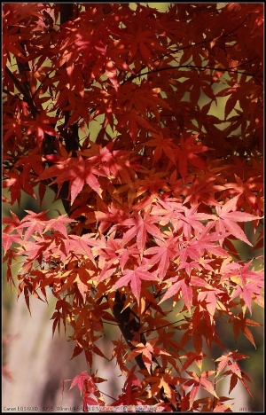 秋意正濃的出差隨拍(22) 楓葉篇--請指教--謝謝--