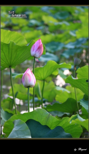 夏荷‧待發