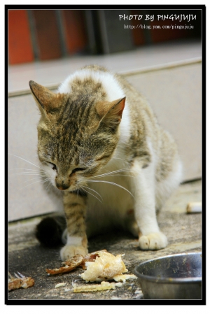 九份認真吃魚的貓