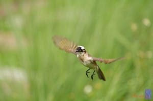 鳥類習拍的好對象