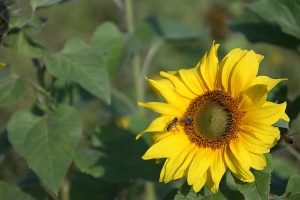 [S17-70] 向日葵花田 by 拿鐵