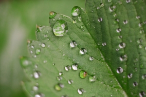 [40d+m42俄鏡]春之賞: 雨季