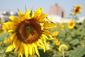 2013年花田喜事‧風情橋頭