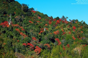 新中橫。楓紅時刻