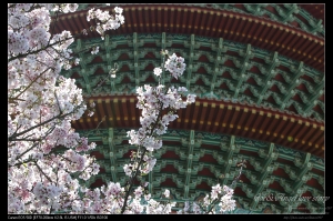 20100311天元宮-新手貼..