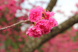 日月潭九族櫻花季