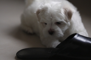 送走我的小白2    (隻)