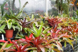 滿園旺來(積水鳳梨)