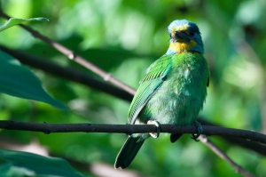 早睡早起，路上遇到五色鳥！