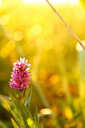 London Landing(不是英國喔