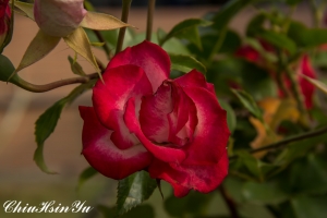 總爺藝文中心花花草草隨拍2013-02-24拍