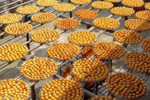 (新埔-味衛佳觀光果園) 九降風到....柿子紅了唷