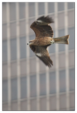 老鷹 in 基隆港 2009-10-25