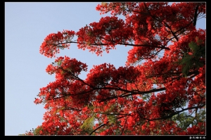 就是一些花花草草~~