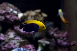 無聊幫新進的魚拍照記錄一下~