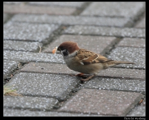 淡水捷運站拍鳥