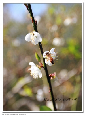 台南梅嶺~蜜蜂飛舞